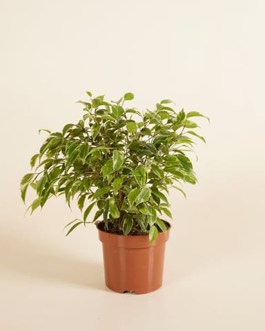 Ficus Birkenfeige Benjamina