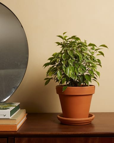 Ficus Birkenfeige Benjamina