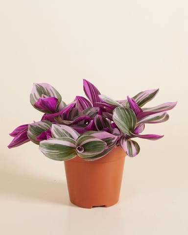 Tradescantia Nanouk 