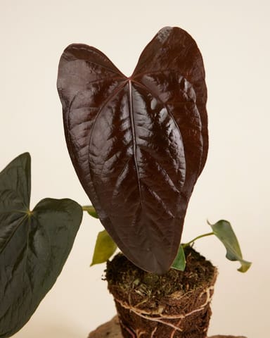 Anthurium Flamingoblumen Queen of Hearts