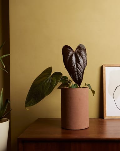 Anthurium Flamingoblumen Queen of Hearts