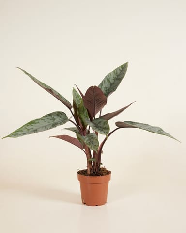 Apoballis Acuminatissima