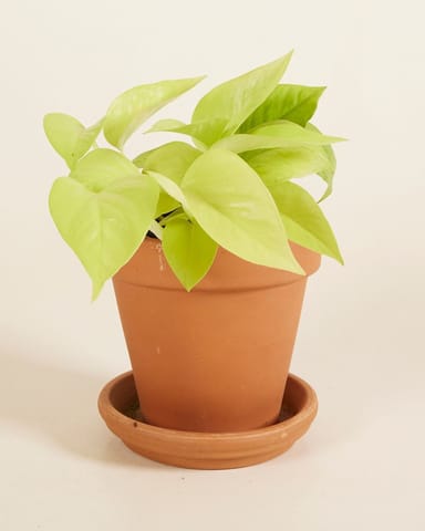 Epipremnum Neon