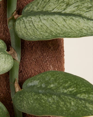 Rhaphidophora Hongkongensis Variegata