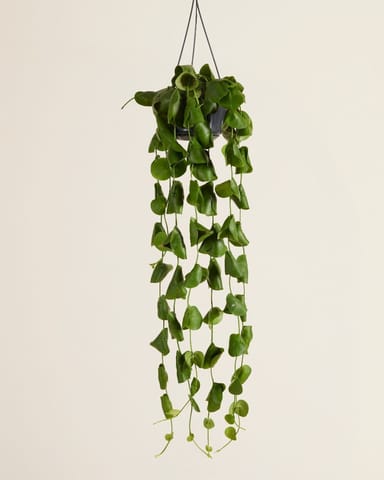 Dischidia Platyphylla