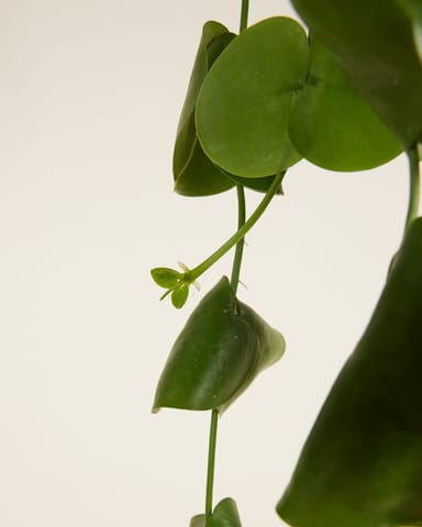 Dischidia Platyphylla