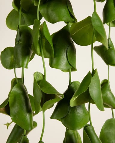 Dischidia Platyphylla