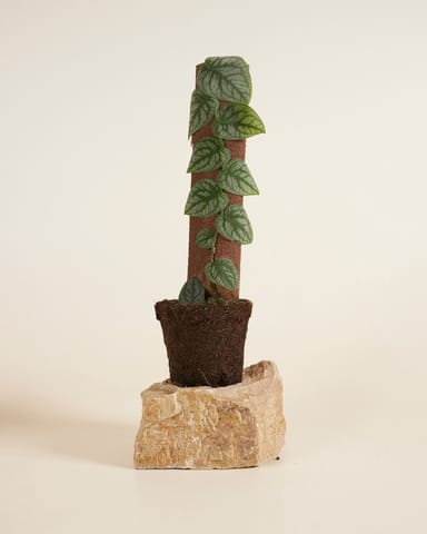 Monstera Dubia
