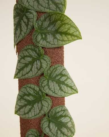 Monstera Dubia