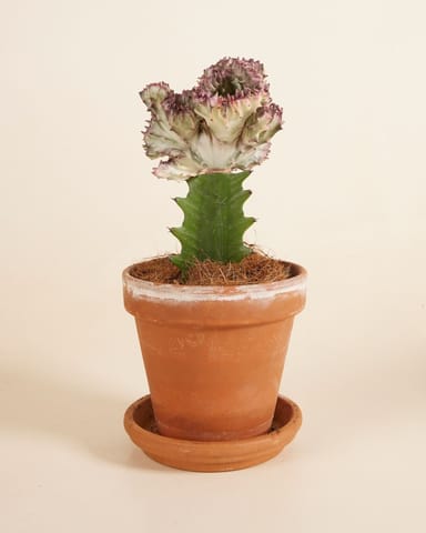 Euphorbia Lactea Cristata