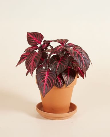 Herbstii Beefsteak plant Bloodleaf