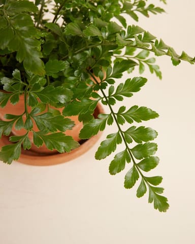 Asplenium Parvati
