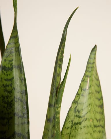 Sansevieria Zeylanica