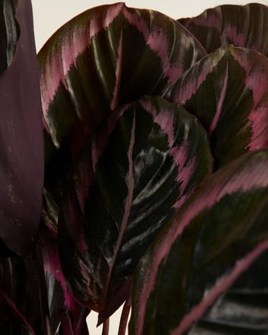Calathea Prayer plant Roseopicta Surprisestar