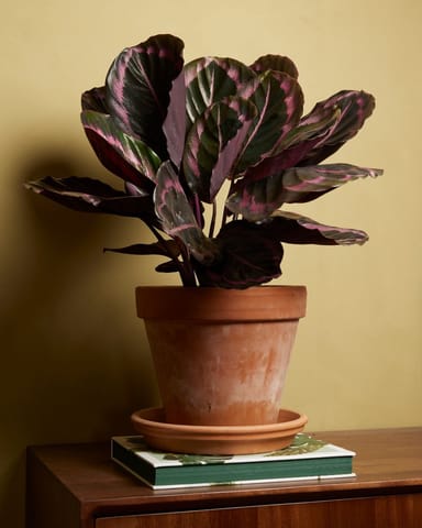 Calathea Prayer plant Roseopicta Surprisestar