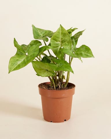 Syngonium Arrowhead plant Arrow