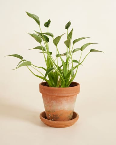 Alocasia Elephant Ear Dancer 
