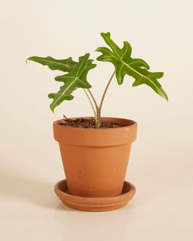 Alocasia Elephant Ears Portei