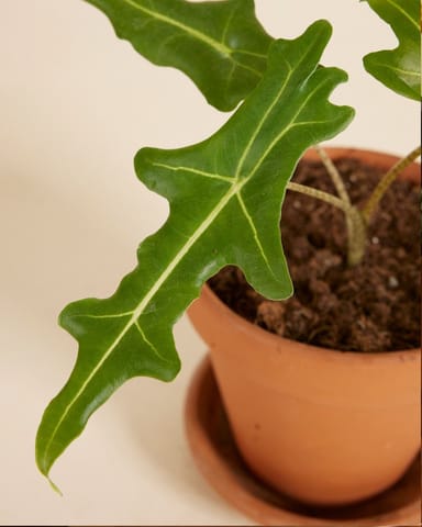 Alocasia Elephant Ears Portei