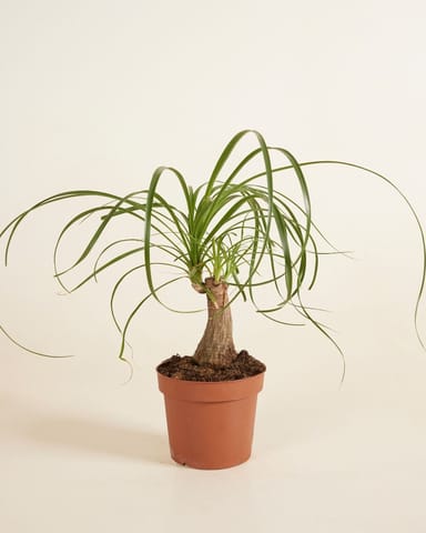 Beaucarnea Ponytail Palm Recurvata