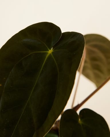 Anthurium Dark Phoenix 