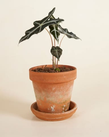 Alocasia Elephant Ears Nobilis
