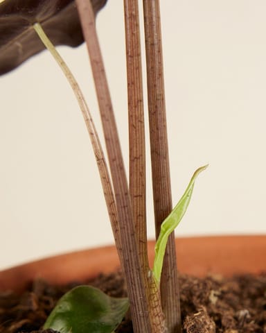Alocasia Elephant Ears Nobilis