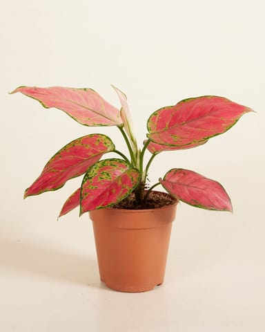 Aglaonema Chinese Evergreen Red Joy