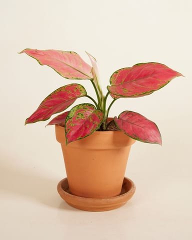 Aglaonema Chinese Evergreen Red Joy