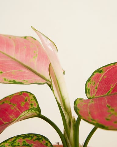 Aglaonema Chinese Evergreen Red Joy