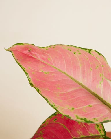 Aglaonema Chinese Evergreen Red Joy