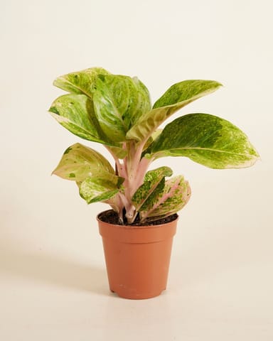 Aglaonema Chinese Evergreen Apple Fantasy 