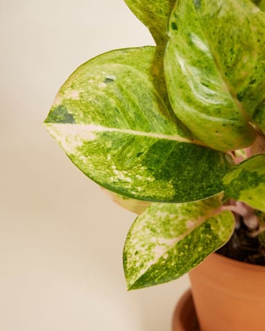Aglaonema Chinese Evergreen Apple Fantasy 