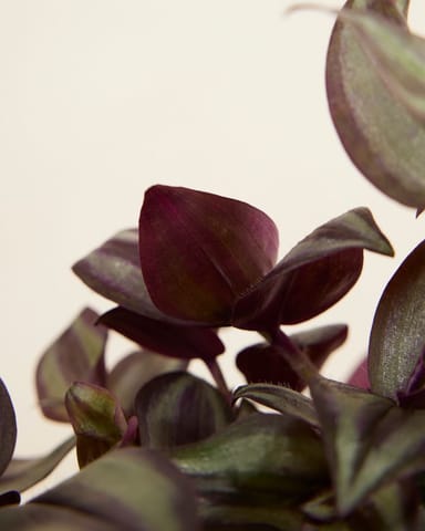 Tradescantia Fantasy Venice Violet Hill 