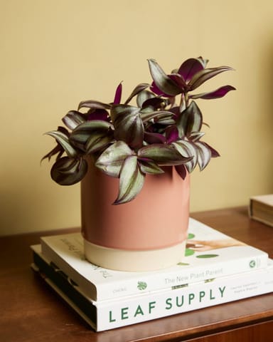 Tradescantia Fantasy Venice Violet Hill 