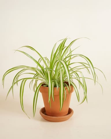 Chlorophytum Comosum Variegatum