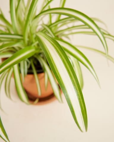Chlorophytum Comosum Variegatum