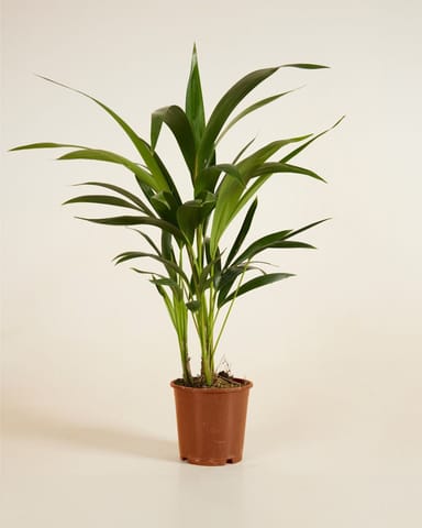 Palm Howea Fosteriana Kentia
