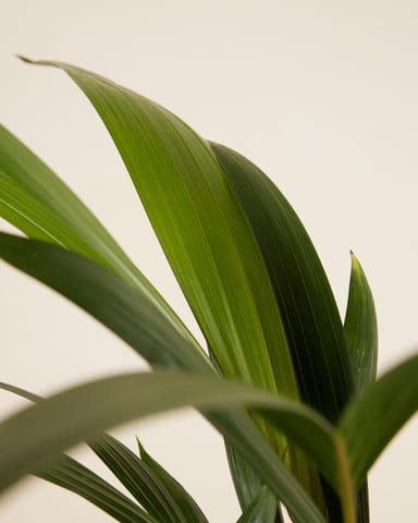 Palm Howea Fosteriana Kentia