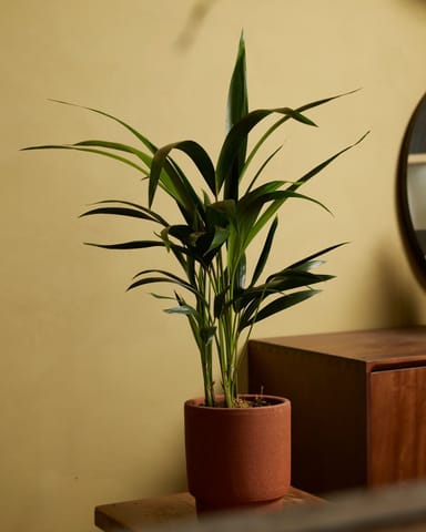 Palm Howea Fosteriana Kentia