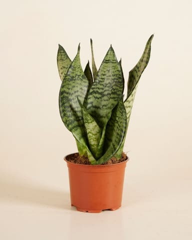 Sansevieria Bogenhanf Trifasciata Black Coral