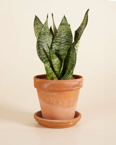 Sansevieria Bogenhanf Trifasciata Black Coral