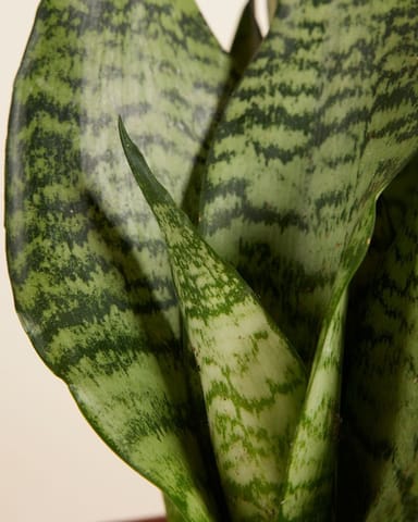 Sansevieria Bogenhanf Trifasciata Black Coral