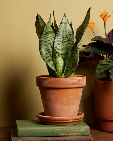Sansevieria Bogenhanf Trifasciata Black Coral