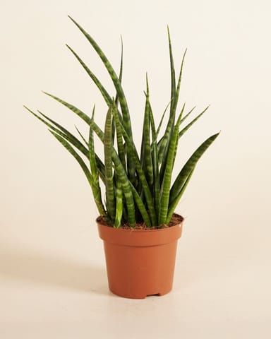 Sansevieria Snake plant Fernwood Punk
