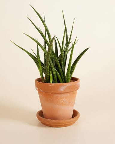 Sansevieria Snake plant Fernwood Punk