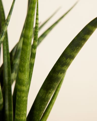 Sansevieria Snake plant Fernwood Punk