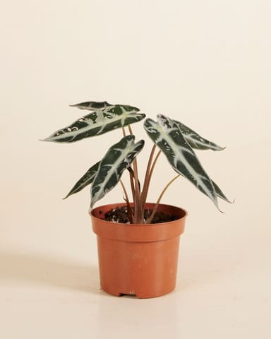 Alocasia Elephant Ears Bambino Variegated