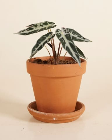 Alocasia Elephant Ears Bambino Variegated