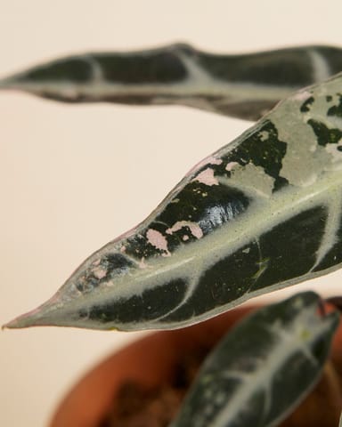 Alocasia Elephant Ears Bambino Variegated